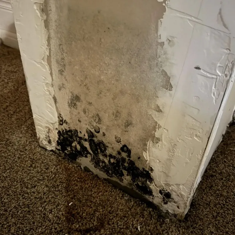 Professional Mold Removal in Nashville, MI